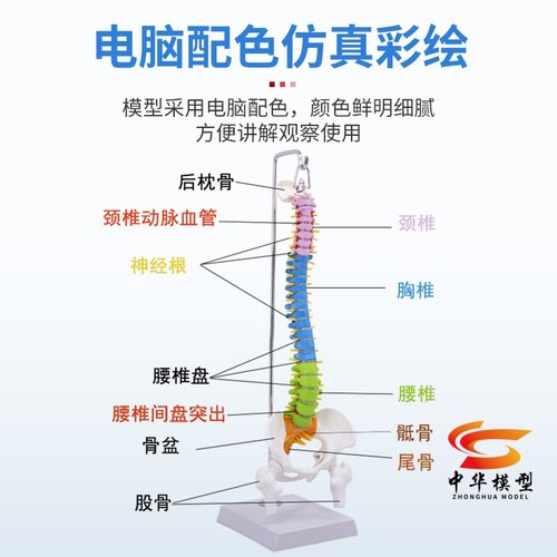 人体脊柱模型人体骨骼大脊椎成人1:1带颈椎胸椎尾椎椎骨骨盆模型 - 图1