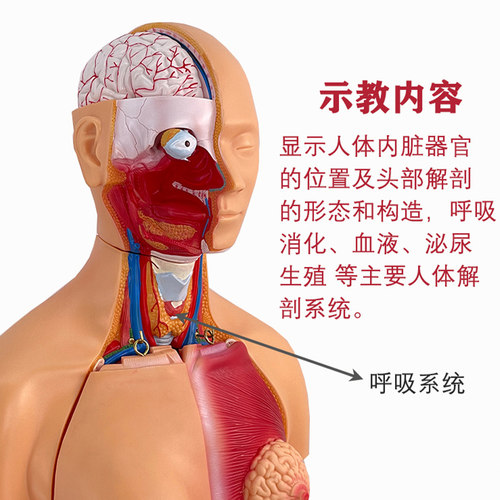 人体躯干 85CM两性躯干模型32件背部解剖人体躯干模型内脏解剖 - 图0
