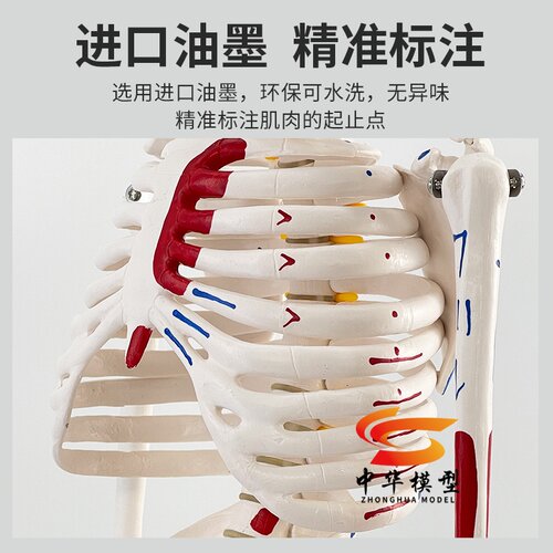 85CM人体骨骼模型 170CM骨架人体模型成人小骷髅教学模型脊椎全身 - 图1