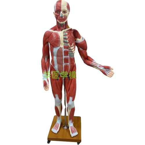 170厘米成人全身层次肌肉附内脏模型 人体肌肉解剖170cm一比一 - 图3