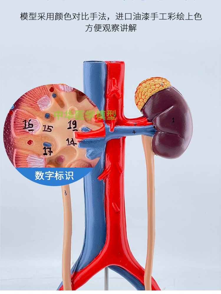 人体泌尿系统模型输尿管膀胱尿道肾解剖医学生殖系统模型立体-图2