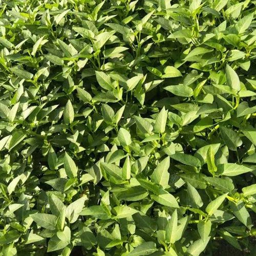 空心菜新鲜2斤3斤包邮重庆农家藤藤菜蕹菜蓊菜通心菜无心菜空筒菜 - 图1