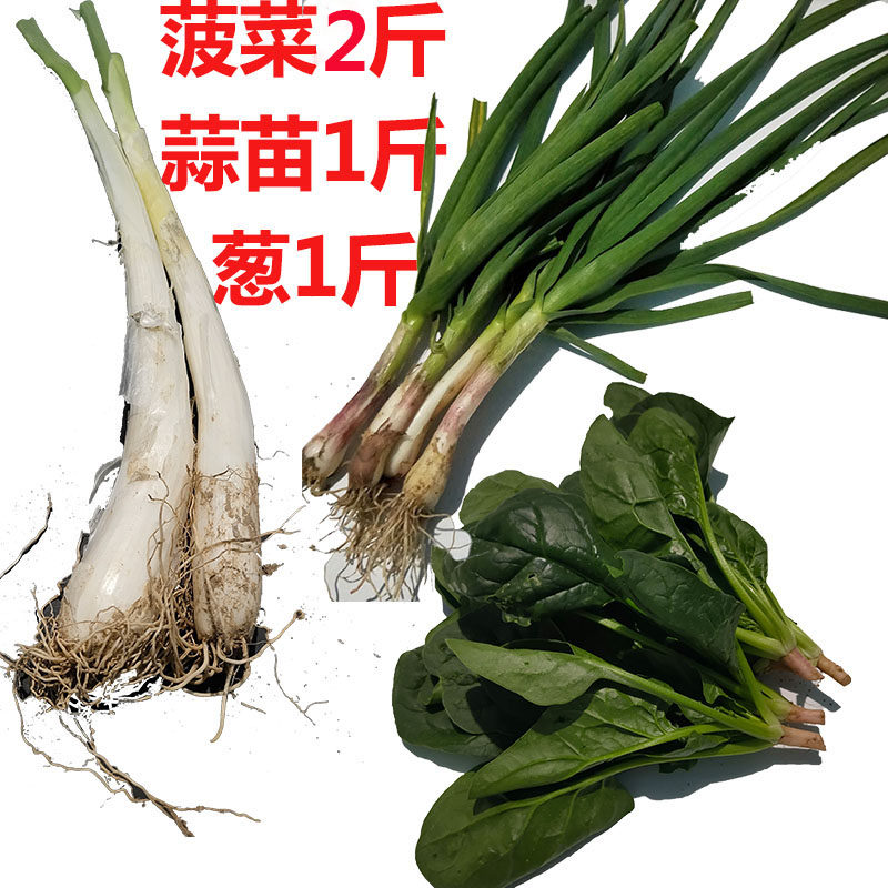新鲜菠菜农家无农药种植组合香葱青蒜苗紫皮大蒜叶子4斤现挖蔬菜,淘宝优惠券,粉丝福利购,淘宝优惠卷