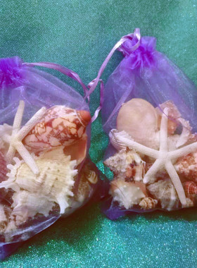 青岛海底世界礼物天然南瓜贝壳