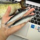 Creative simulation crucian carp pencil bag same style funny student desktop storage bag Korean version salted fish stationery pencil case