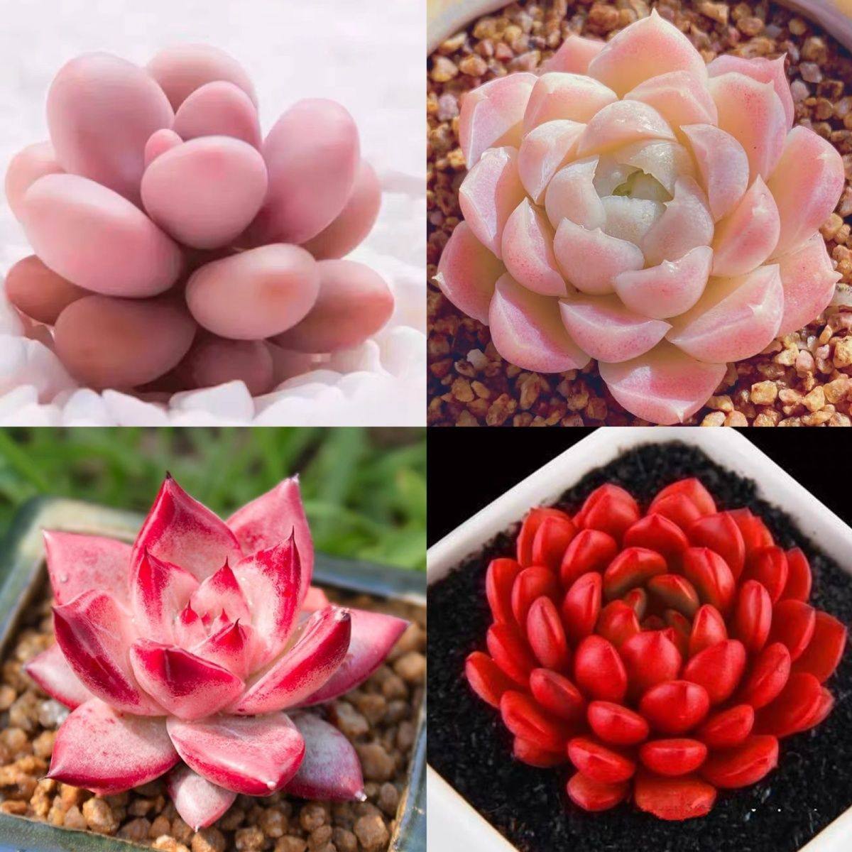 精品桃蛋多肉植物精控腰子蛋多头老桩套餐室内办公室桌面小盆栽,淘宝优惠券,粉丝福利购,淘宝优惠卷