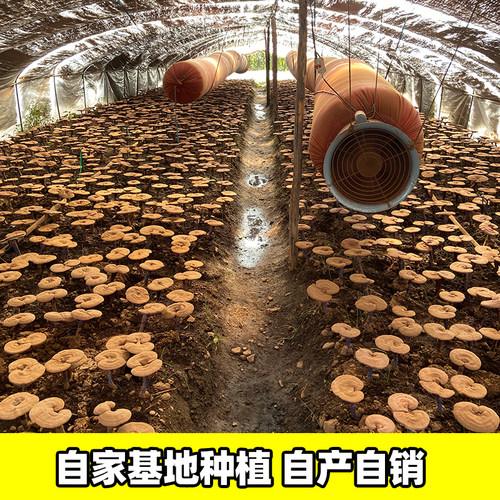 长白山灵芝孢子粉500g正品官方旗舰店特级头道破壁林芝孢子粉 - 图1