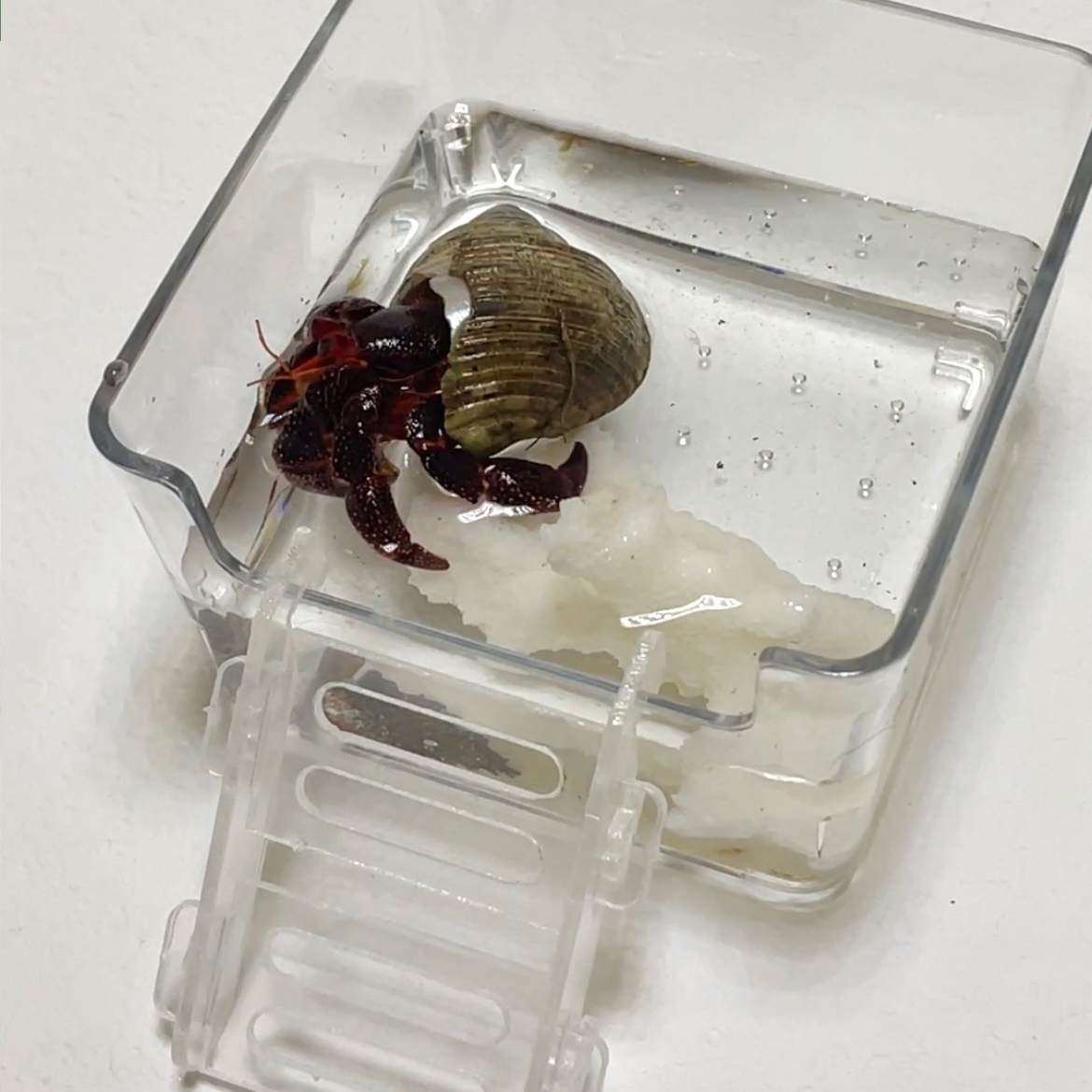 亚克力爬梯透明小宠物玩具攀爬 - 图3