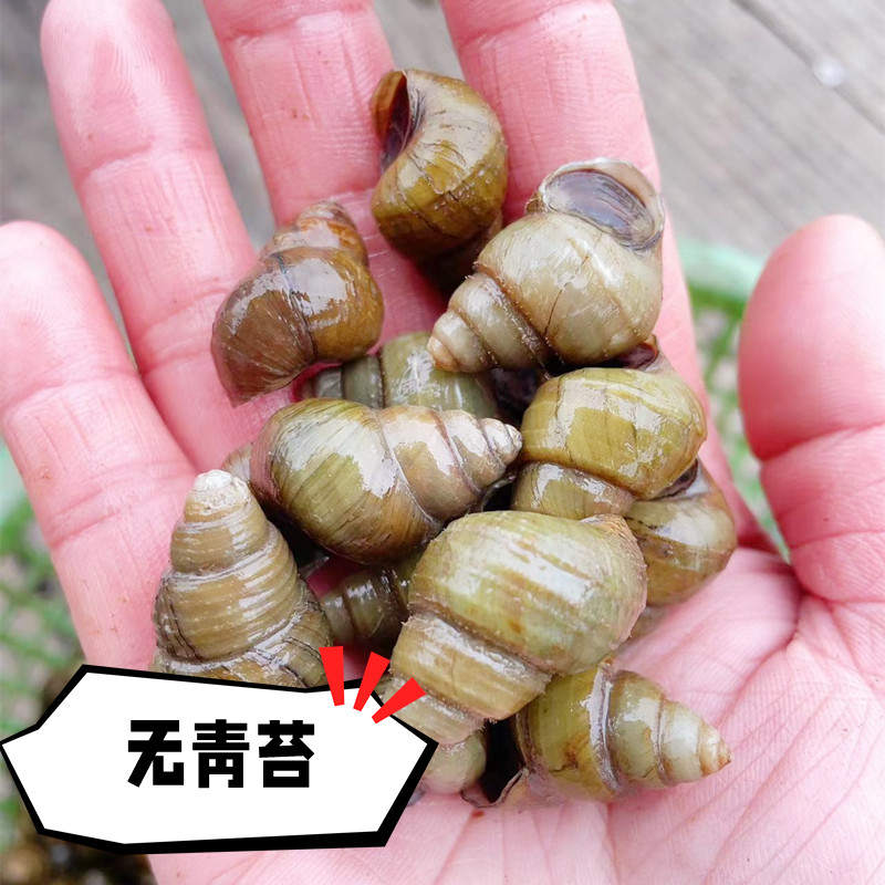 鲜活阳澄湖螺蛳青壳新鲜螺丝大泥螺淡水田螺活体4斤螺狮本地_虎窝淘