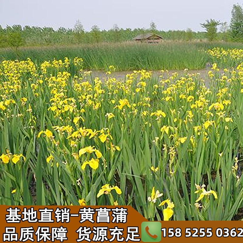 黄菖蒲庭院水生植物盆栽 耐寒黄花鸢尾水培水养水栽地栽池塘湿地 - 图1