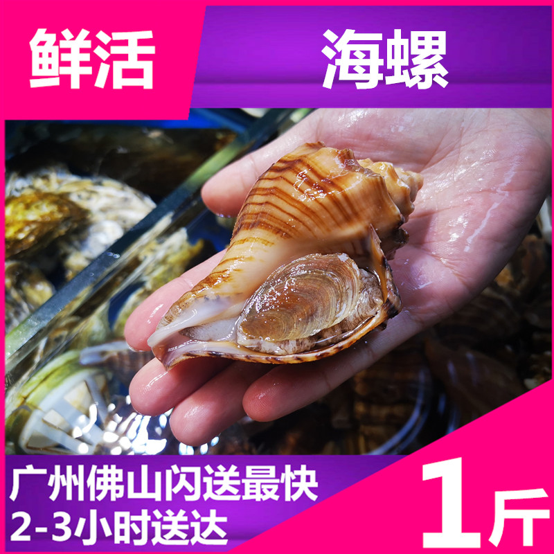 鲜活水产 野生大海螺 黄金螺 贝类角落海螺 尖螺 大海贝 包鲜