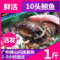 Live Bao fish catfish loss rate 15% Fujian fresh and great abalone seafood fresh Dalian Bao