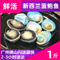 Live New Zealand (Blue Bofish) Australias great abalone black gold baud emerald blue Bao imported abalone live fresh aquatic products