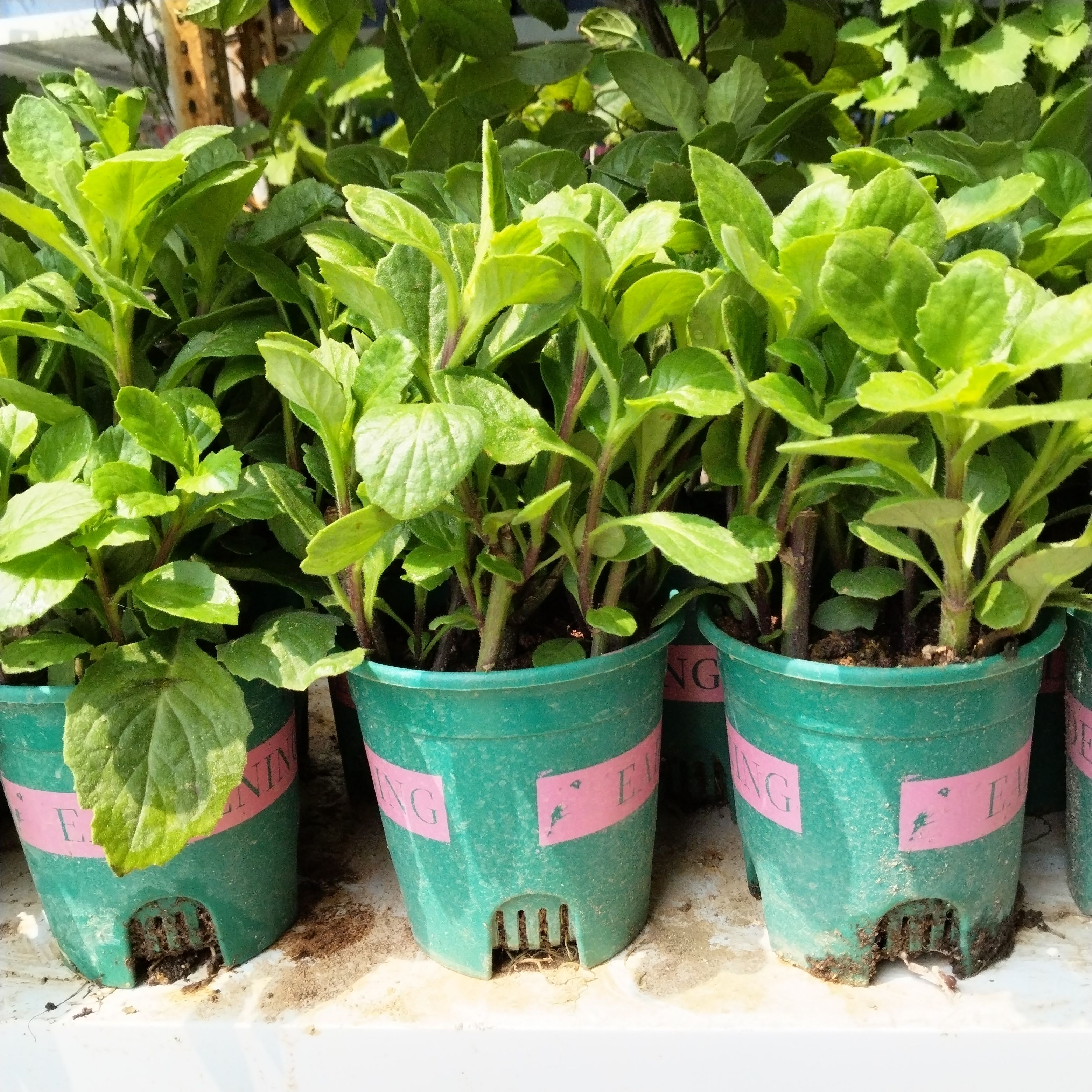 片仔癀草水果店长期奶茶果汁店白凤菜榨汁炖汤盆栽室带跟带土好养 - 图2