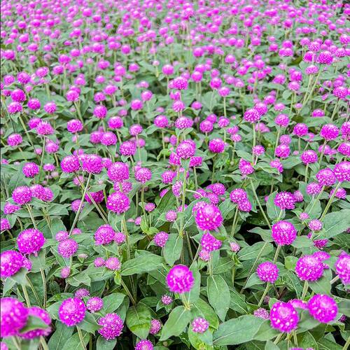 千日红盆栽带花苞千日紫色花卉绿植物阳台庭院绿化苗圃喜阳百日红 - 图0