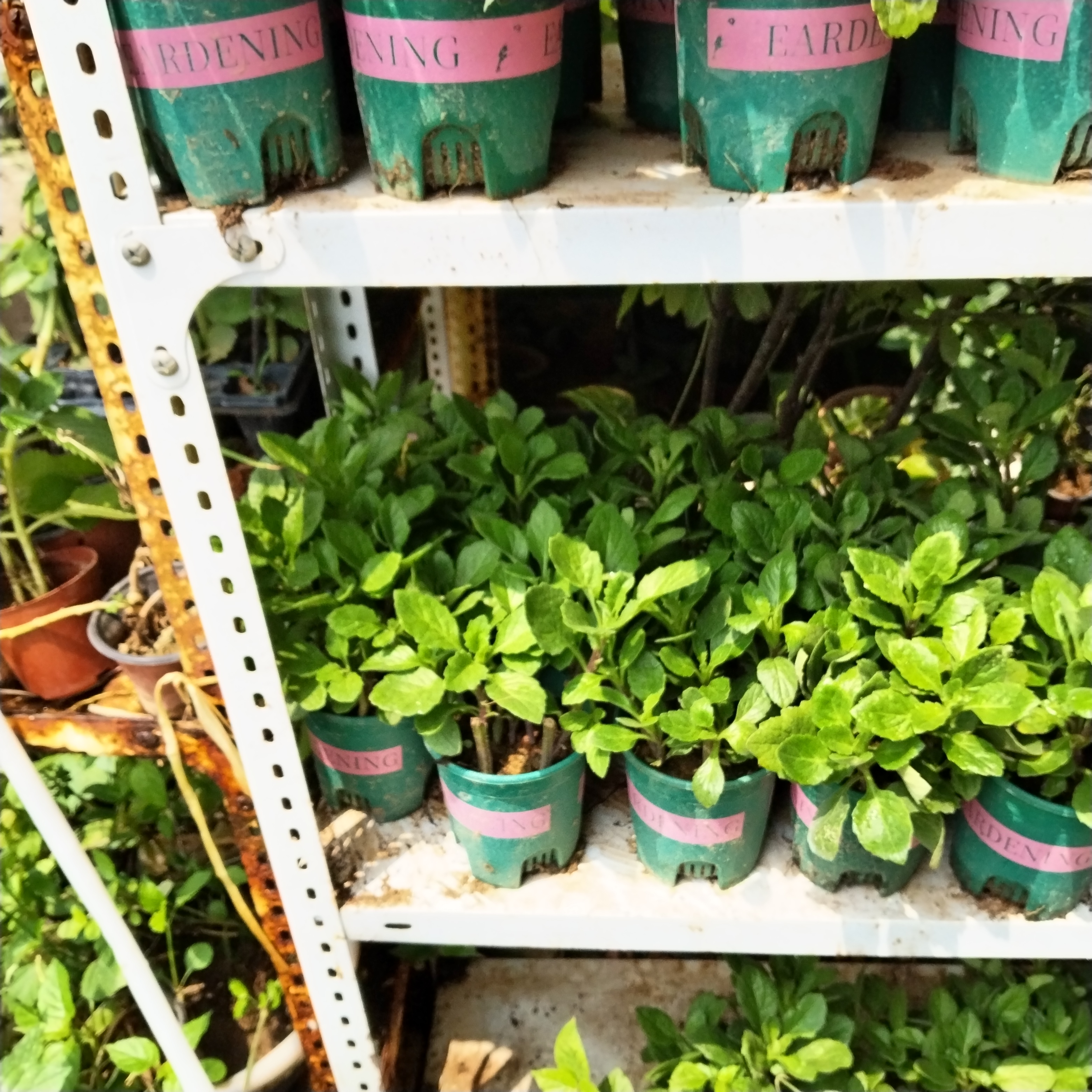 片仔癀草水果店长期奶茶果汁店白凤菜榨汁炖汤盆栽室带跟带土好养 - 图1