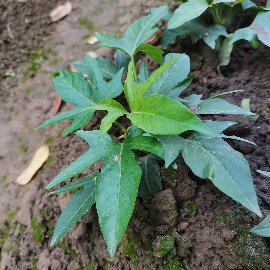 10棵装广西食叶型地瓜红薯苗发货红苕尖苗种植藤番薯叶 - 图0