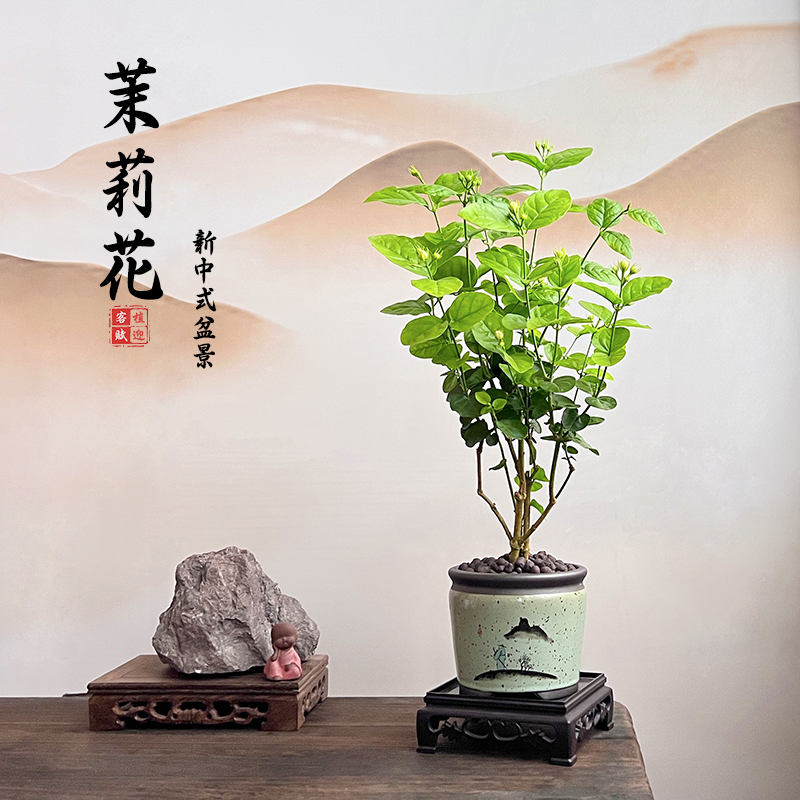 茉莉花盆栽植物室内阳台花卉好养易活老桩四季开花桌面新中式盆景-图2