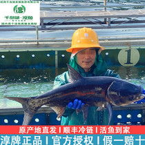 20 kilos Zhengzong Official Qiandao Lake Chunky Organic Fish Fatheaded Fish Fresh Live Fish Big Head Fish Flowers Silver Baotou Fish