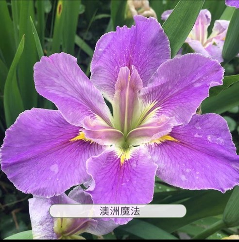 路易斯安那鸢尾  宿根常绿鸢尾花苗 耐寒耐热耐涝耐旱10厘米盆苗 - 图0