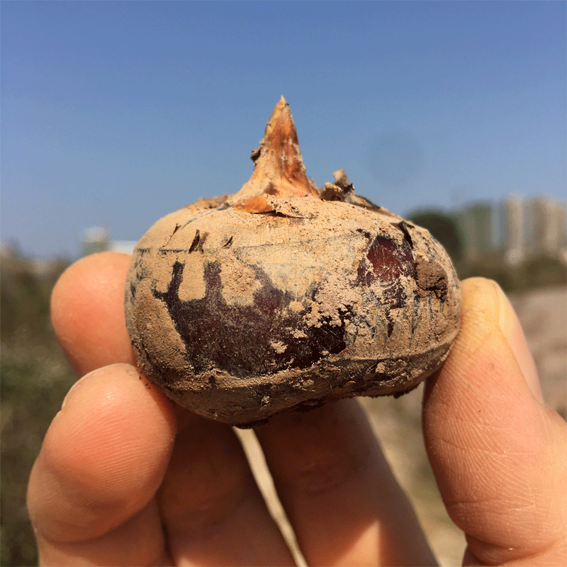 正宗广西桂林荔浦水果马蹄新鲜荸荠包邮大个地梨农家特大果王马蹄 - 图1