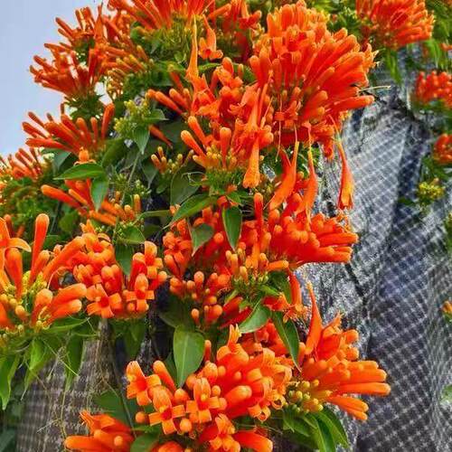炮仗花苗爬藤植物 四季鞭炮花苗大苗花苗攀援花卉红爆竹花围墙花 - 图0