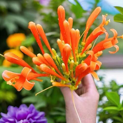 炮仗花苗爬藤植物 四季鞭炮花苗大苗花苗攀援花卉红爆竹花围墙花 - 图2