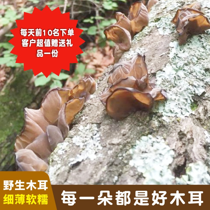 纯东北特产天然野生正宗黑木耳软糯特干货级500g长白山散装秋木耳 - 图0