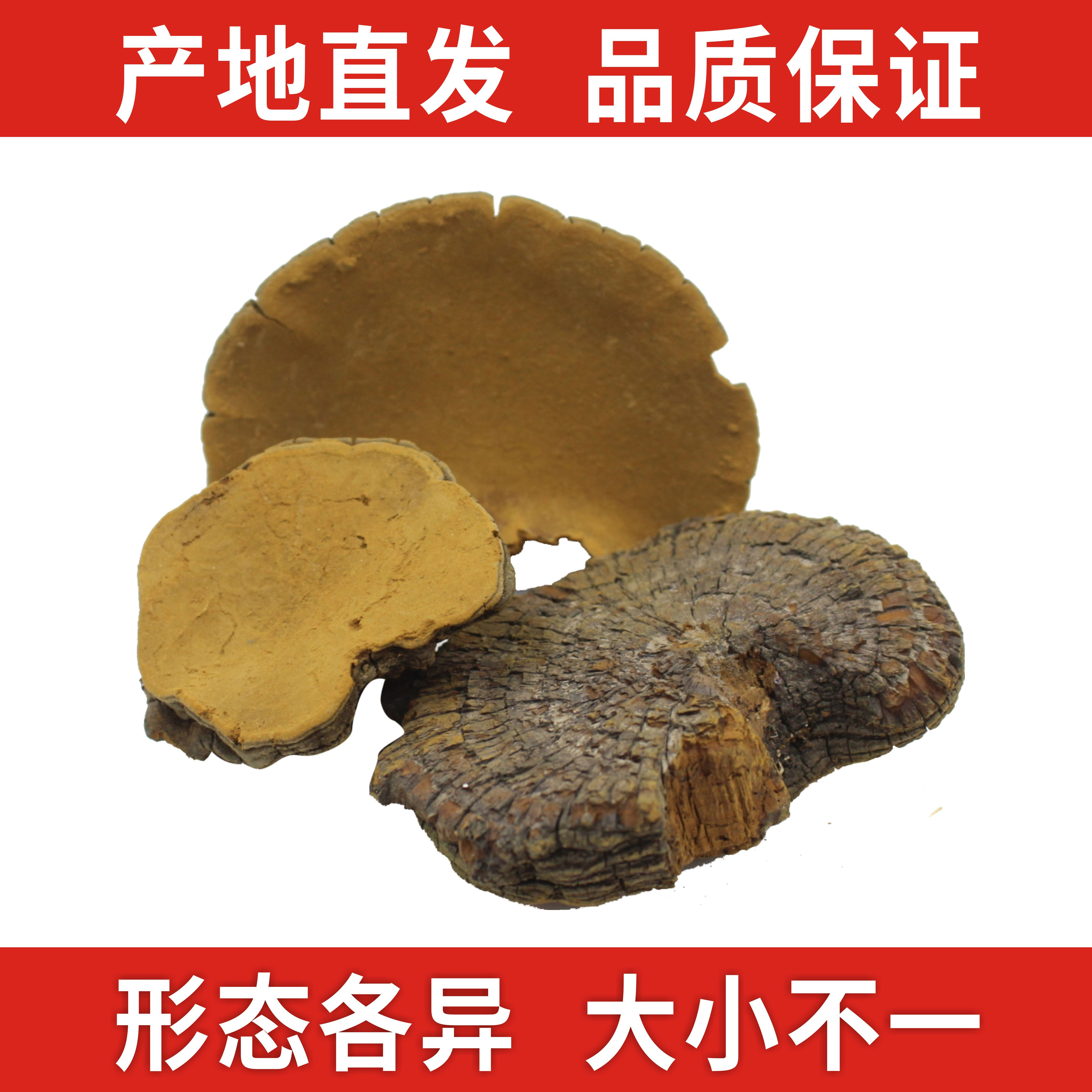 东北野生桑黄孔菌长白山正品茶一斤特干货级桑黄灵芝可打粉非西藏 - 图2