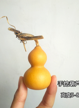 庭院种植小亚腰葫芦巨型文玩