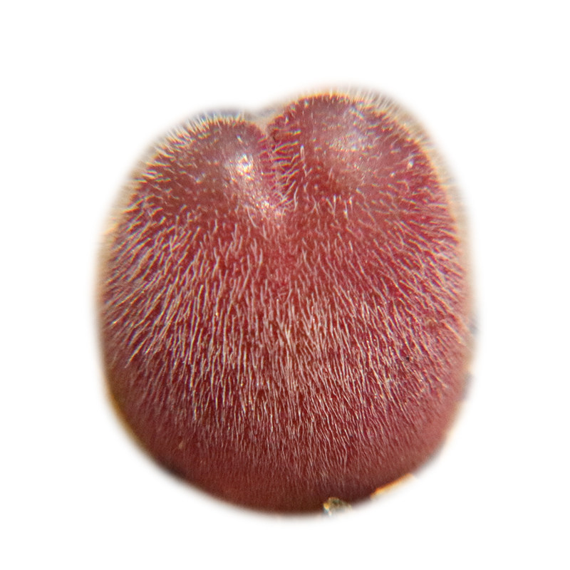 优选  长毛 毛翠滴】红毛桃 肉锥一物一拍 群生母本 多肉植物,淘宝优惠券,粉丝福利购,淘宝优惠卷