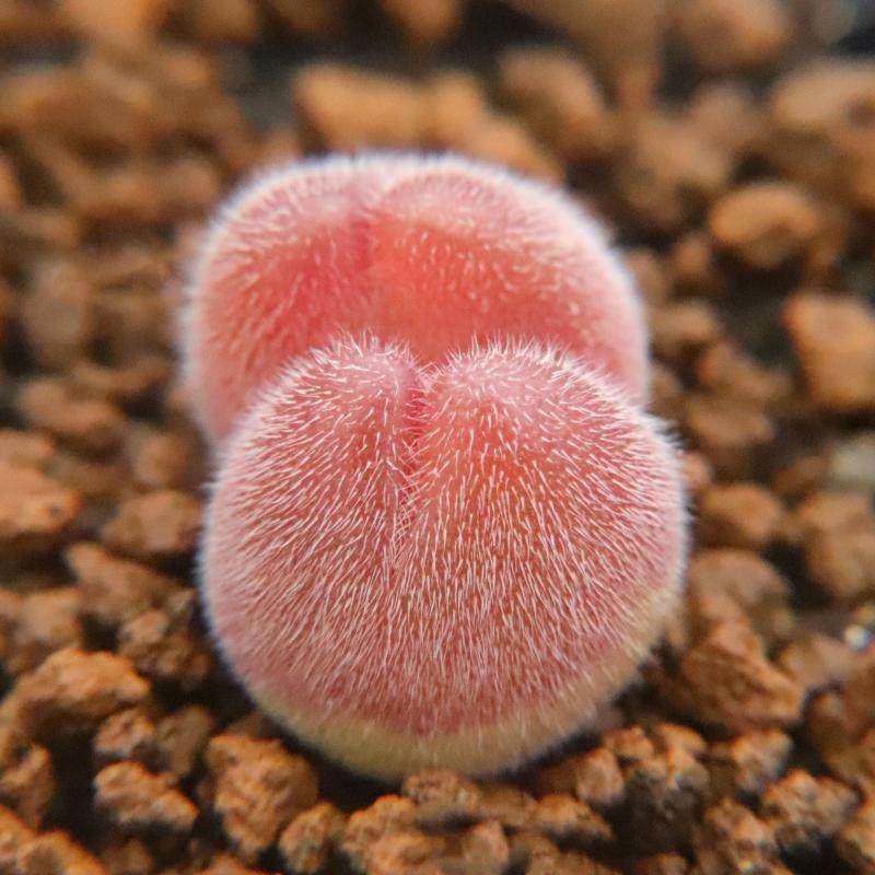 优选  长毛 毛翠滴】红毛桃 肉锥一物一拍 群生母本 多肉植物,淘宝优惠券,粉丝福利购,淘宝优惠卷