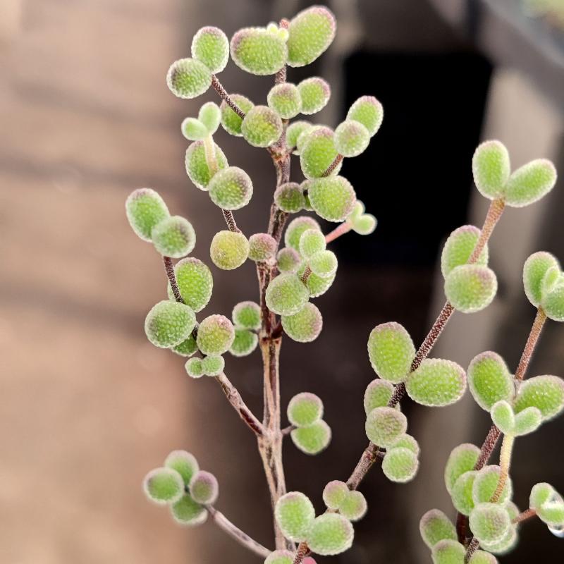 【糖球老桩】一物一拍正版糖球枝干番杏紫花多肉植物考-图2