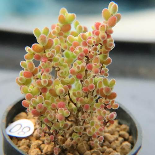 蜜橘密叶糖球状态好枝干枝杆番杏多肉植物 一物一拍 带盆发48包邮 - 图0