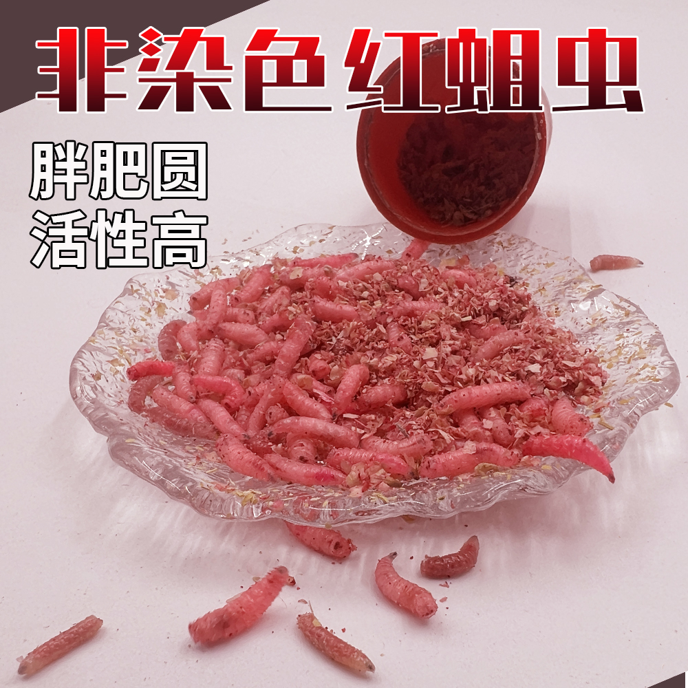 鲜活红蛆虫活饵苍蝇幼虫子冬季野钓鲫鱼饵料肉蛆牙子钓鱼饵红曲虫