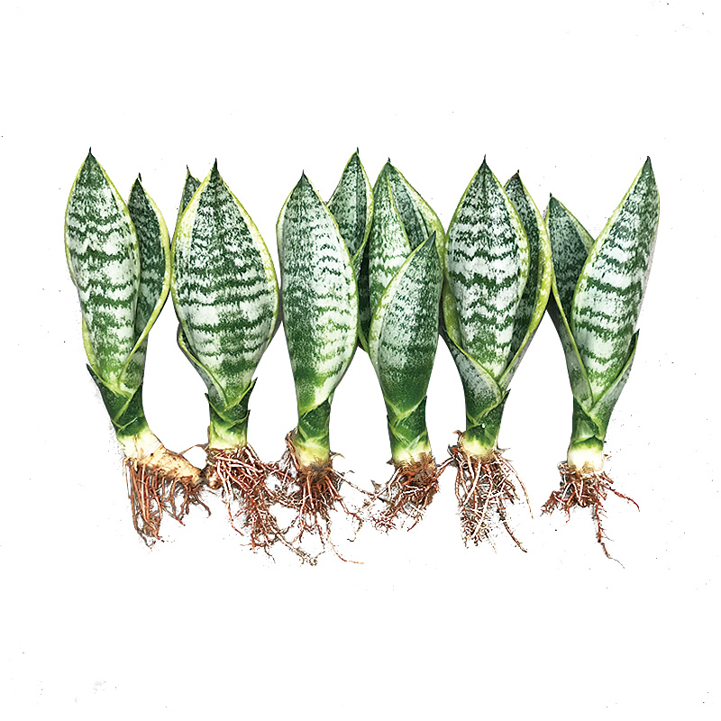 金边虎皮兰盆栽植物白玉虎皮兰稀有品种水培绿植室内好养吸甲醛 - 图3