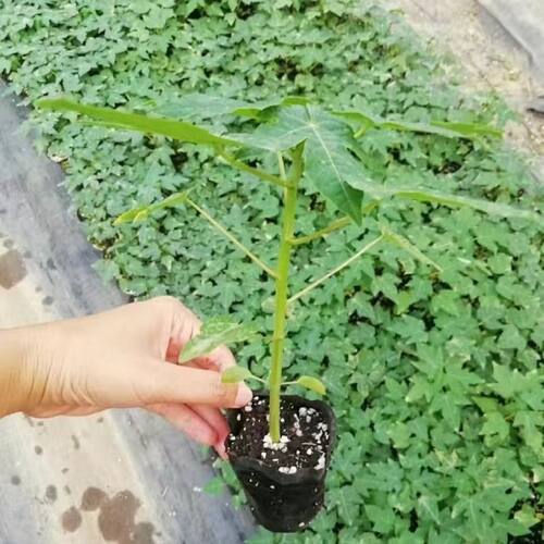 广西下奶青木瓜苗当年结果冰糖红肉黄肉脆甜木瓜树苗带土带叶发货 - 图2