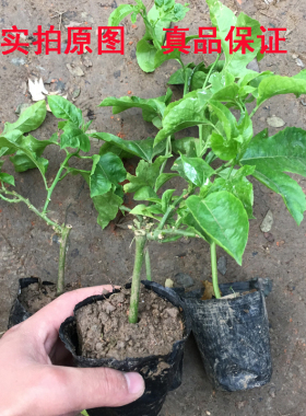 台湾金霸黄金百香果苗果树果苗北南方种植百香果树四季爬藤特大果