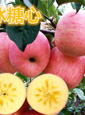 矮化苹果盆栽当年结果红富士室内外南北方种植阳台嫁接盆景树桩苗