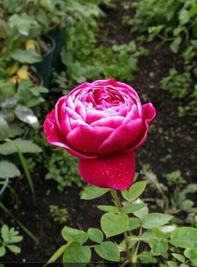庭院月季日本玛丽 玫瑰月季花苗 阳台盆栽绿植物花卉 好养活 灌木