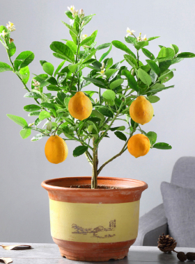 香水柠檬树盆栽植物金桔树室内客厅花好养树苗结果可食用网红绿植