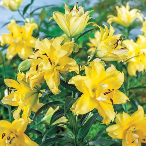 Imported perfume lily bulbs, suitable for year-round potted - 图2