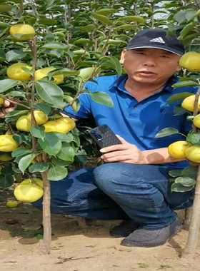嫁接梨树苗梨树果苗南北方庭院地栽种植大树室内盆栽嫁接当年结果
