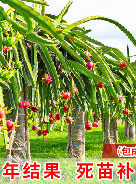 红心火龙果种植室内红肉麒麟四季