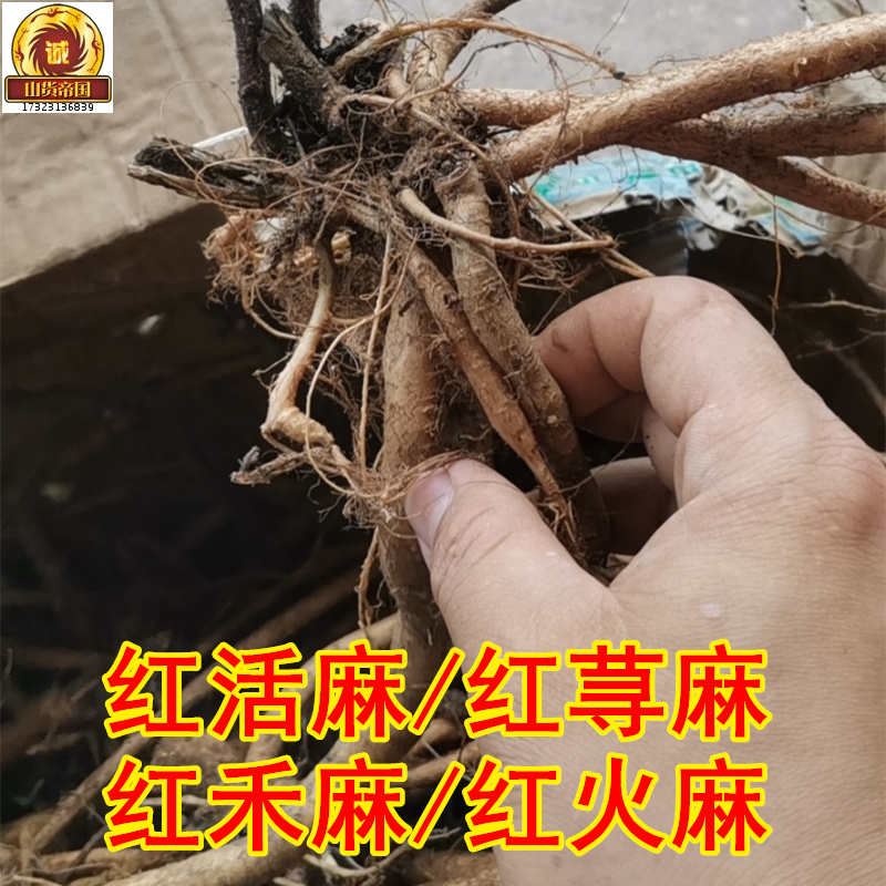 新鲜红活麻根红河麻红火麻枝叶红禾麻根红杆荨麻500g包邮中药材-图1