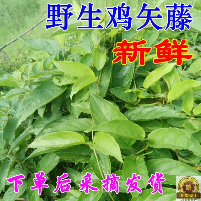 Fresh chicken vine 500g freshly picked chicken vine