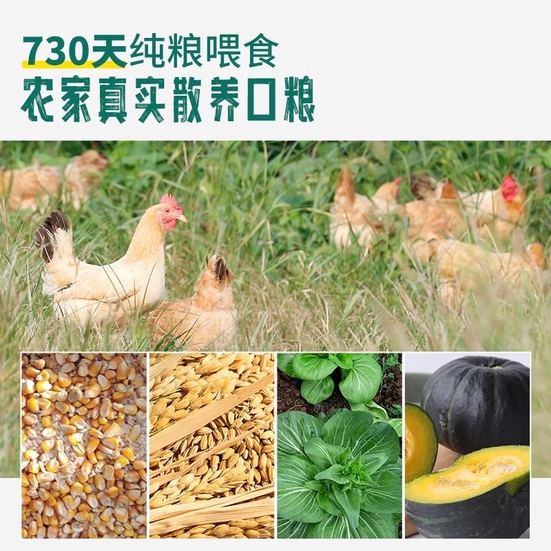 老母鸡土鸡农家散养走地鸡正宗草鸡笨鸡滋补月子鸡孕妇鸡整只发货,淘宝优惠券,粉丝福利购,淘宝优惠卷