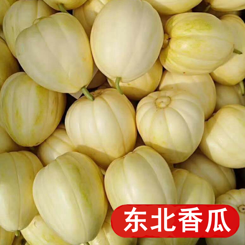 东北香瓜新鲜京密瓜现摘甜瓜脆甜白皮花皮白糖罐蜜瓜当季水果顺丰-图1