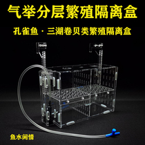 Fish tank acrylic anti-pinch fish stainless steel mesh isolated box Small fish peacock fish breeding hatchbox Three lakes Vol.