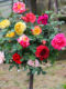 Multi-color tree stump rose flower potted garden balcony cold-resistant and drought-resistant high pole rose sapling European moon juice balcony